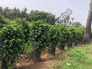 Black Ficus Plant