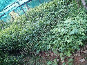 Bogipoma Plant