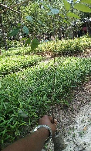 Bogipoma Plant