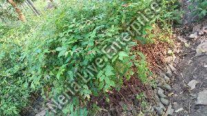 Bogipoma Plant