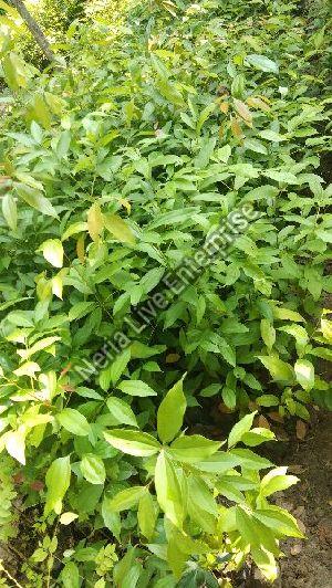 Cinnamon Plant