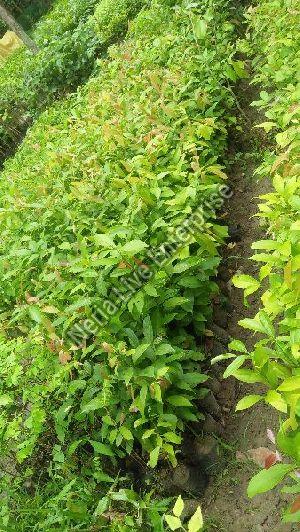 Cinnamon Plant