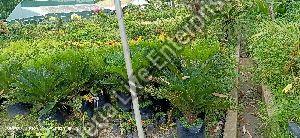 Cycas Plant