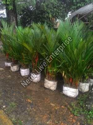 Cycas Plant