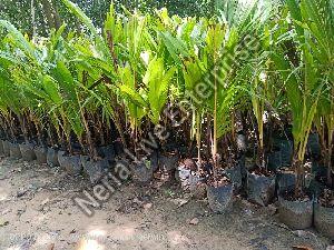 Dwarf Coconut Plant