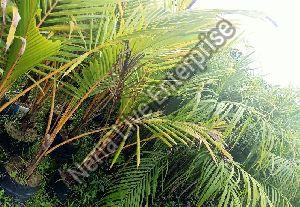Dwarf Coconut Plant