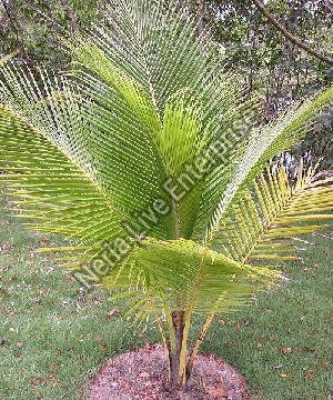 Dwarf Coconut Plant