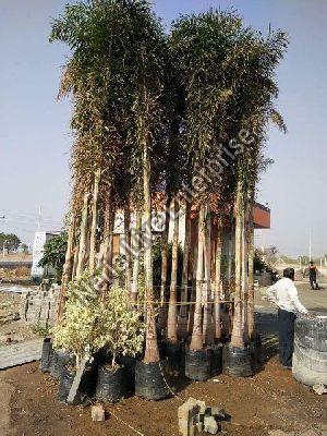 Fox Tails Palm Tree