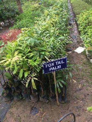 Fox Tails Palm Tree