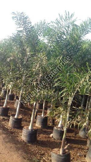 Fox Tails Palm Tree