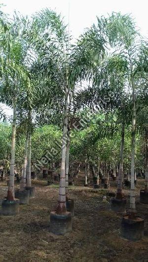 Fox Tails Palm Tree