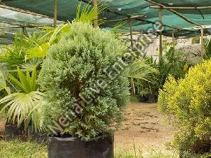 Golden Pine Tree