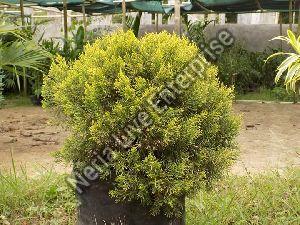 Golden Pine Tree