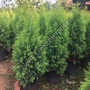 Golden Pine Tree