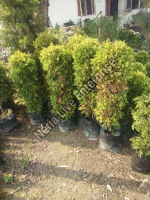 Golden Pine Tree