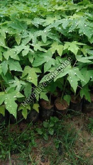 Hybrid Papaya Plant