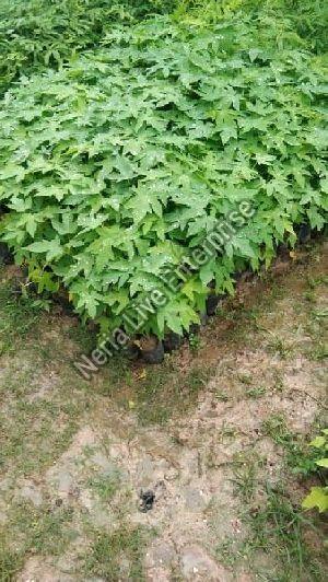 Hybrid Papaya Plant