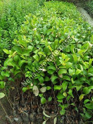 Jujube Plant