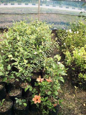 Jujube Plant