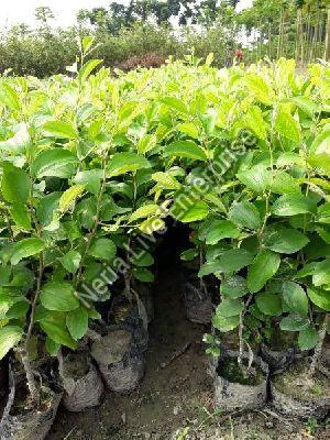 Jujube Plant