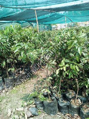 Litchi Seedless Plant