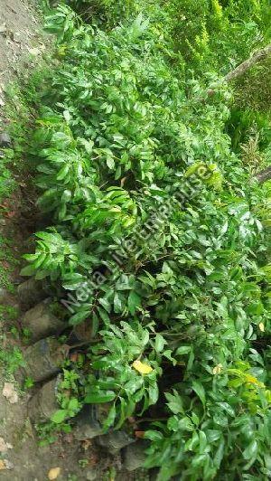 Litchi Seedless Plant