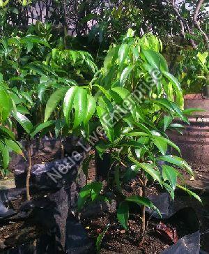Litchi Seedless Plant