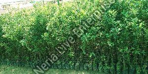orange grafted plant