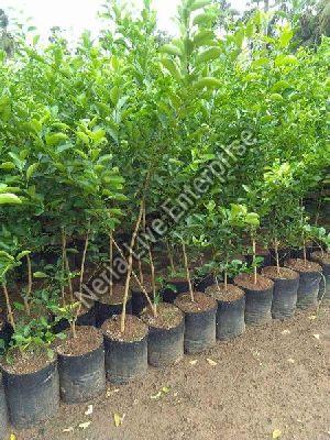 orange grafted plant