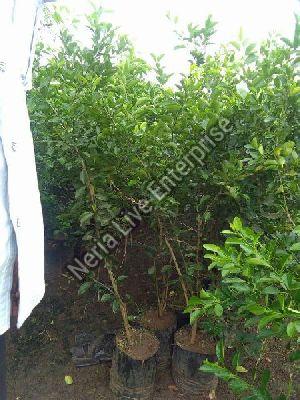 orange grafted plant