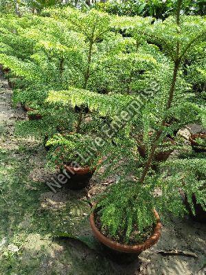 Pine Australian Trees