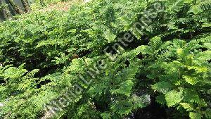 Pine Australian Trees