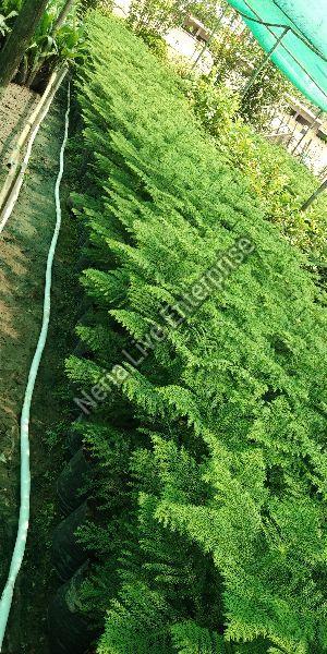 Pine Australian Trees