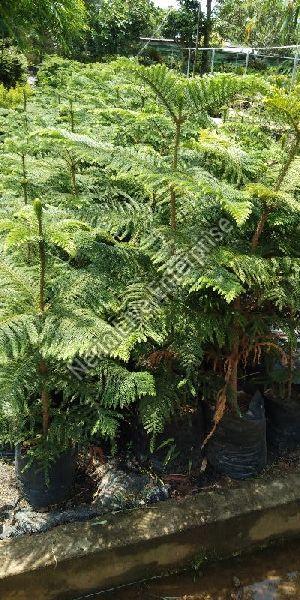 Pine Australian Trees