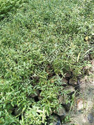 Pomegranate Plant
