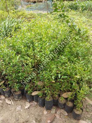 Pomegranate Plant