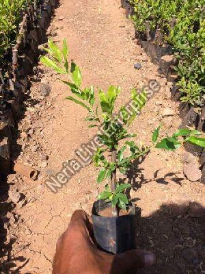 Pomegranate Plant
