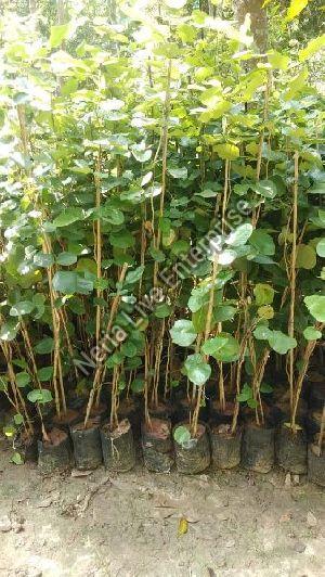 Red Sandalwood Plant