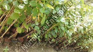 Red Sandalwood Plant