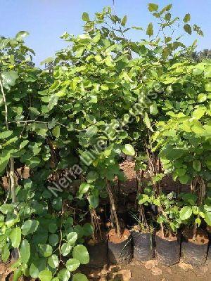 Red Sandalwood Plant