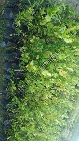 Seedless Lemon Plant