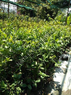 Seedless Lemon Plant