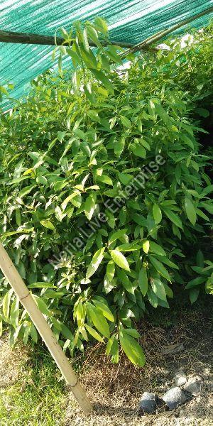 Som Plant