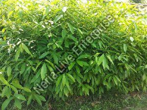 Som Plant