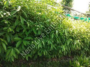 Som Plant