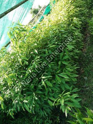 Som Plant