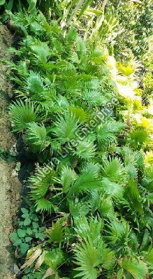 Umbrella Palm Plant