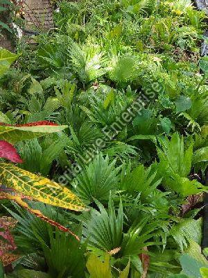 Umbrella Palm Plant