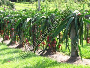 Dragon Fruit Plant