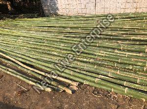 Bamboo Poles